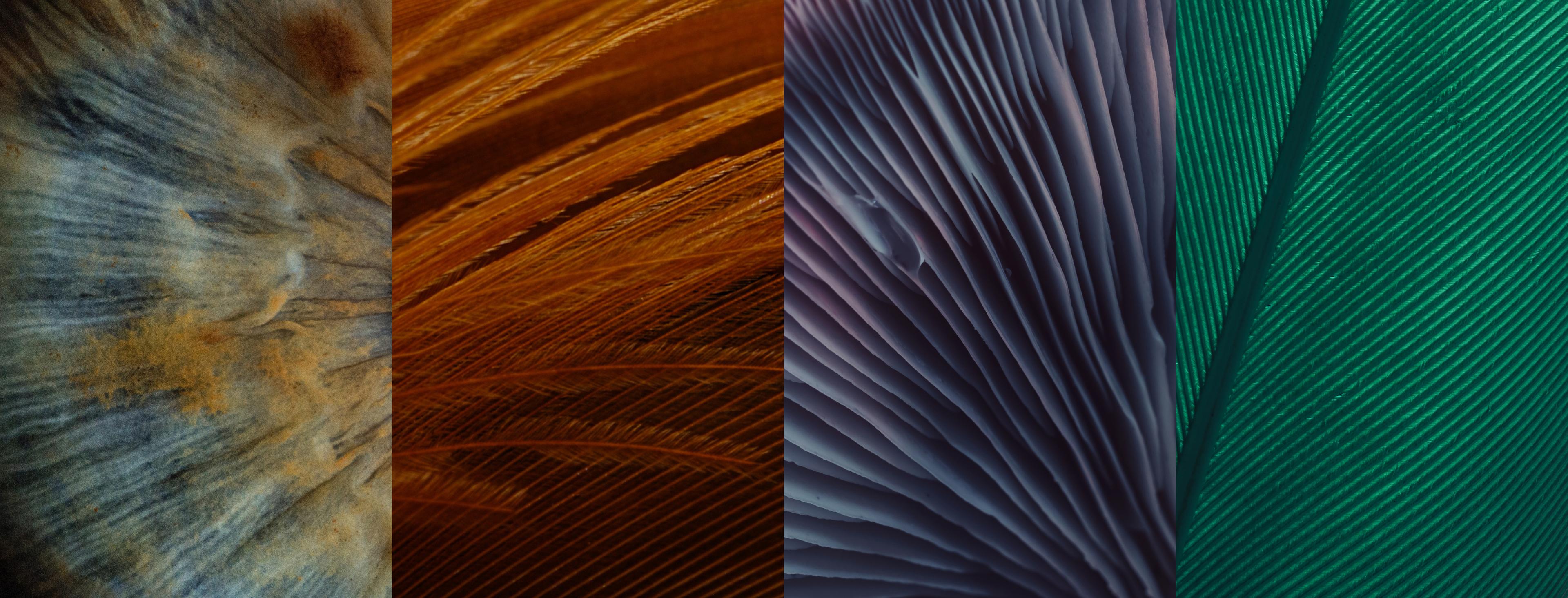 Four side by side images of the macro photography used to create texture in the brand. The images are close up photographs of an eye, feathers and a mushroom
